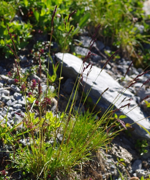Pflanzenbild gross Violetter Schwingel - Festuca violacea aggr.