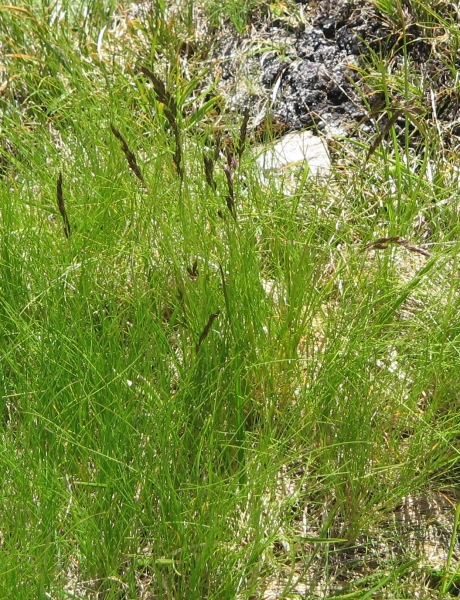 Pflanzenbild gross Violetter Schwingel - Festuca violacea aggr.
