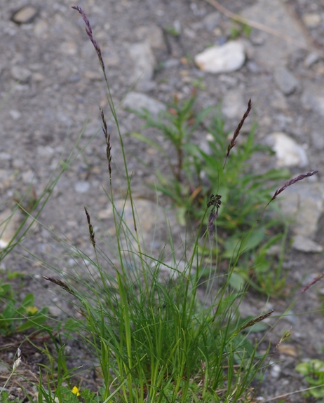 Pflanzenbild gross Rot-Schwingel - Festuca rubra