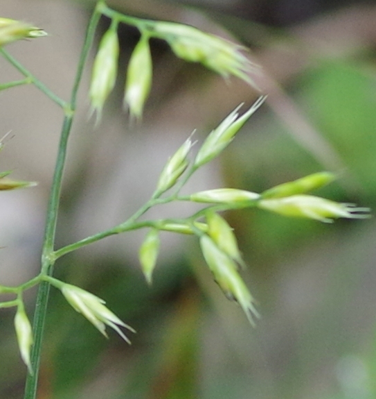 Pflanzenbild gross Rot-Schwingel - Festuca rubra