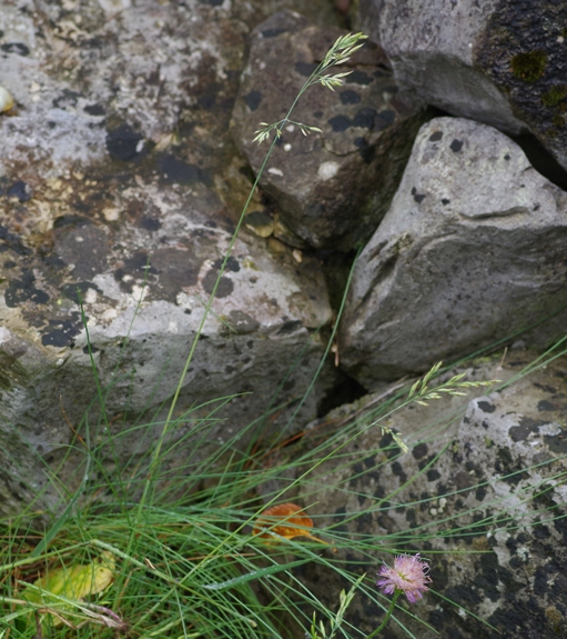 Pflanzenbild gross Rot-Schwingel - Festuca rubra
