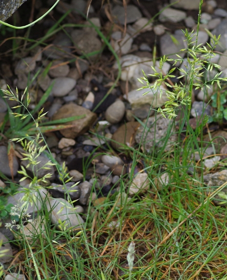 Pflanzenbild gross Rot-Schwingel - Festuca rubra