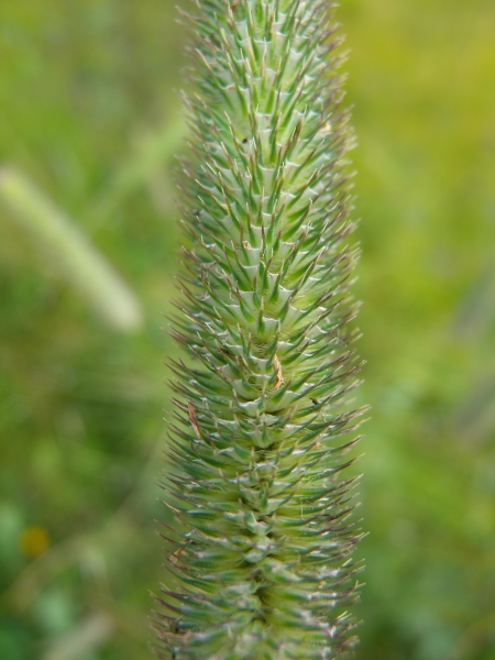 Pflanzenbild gross Wiesen-Lieschgras - Phleum pratense aggr.