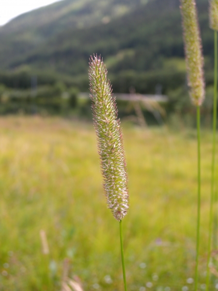 Pflanzenbild gross Wiesen-Lieschgras - Phleum pratense aggr.