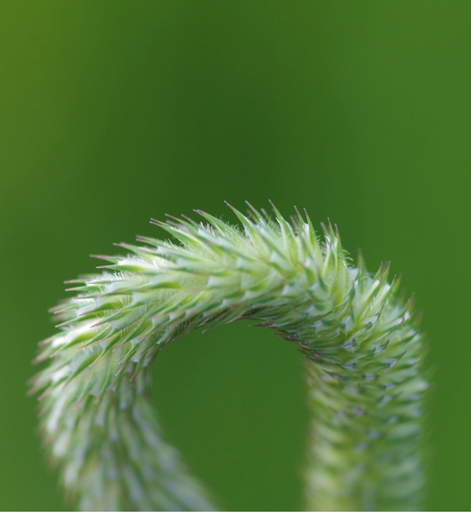 Pflanzenbild gross Wiesen-Lieschgras - Phleum pratense aggr.