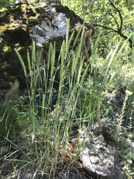 Pflanzenbild gross Glanz-Lieschgras - Phleum phleoides