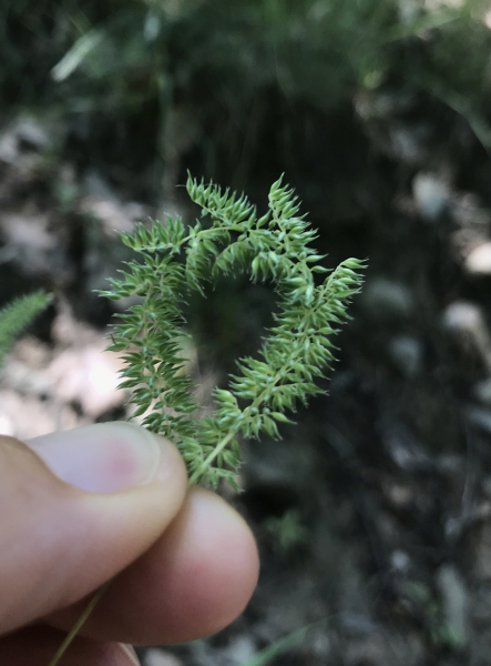 Pflanzenbild gross Glanz-Lieschgras - Phleum phleoides