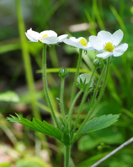Pflanzenbild gross Moschus-Erdbeere - Fragaria moschata
