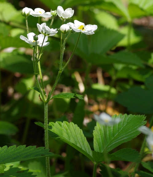 Pflanzenbild gross Moschus-Erdbeere - Fragaria moschata