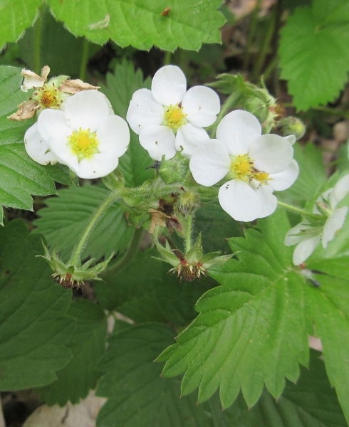 Pflanzenbild gross Moschus-Erdbeere - Fragaria moschata