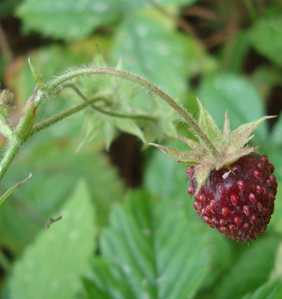 Pflanzenbild gross Moschus-Erdbeere - Fragaria moschata