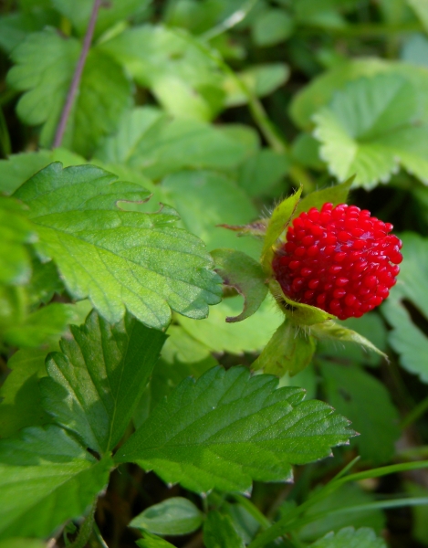 Pflanzenbild gross Scheinerdbeere - Duchesnea indica