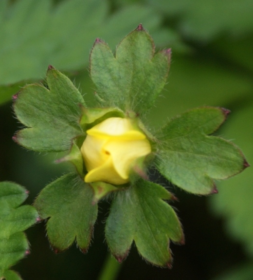 Pflanzenbild gross Scheinerdbeere - Duchesnea indica