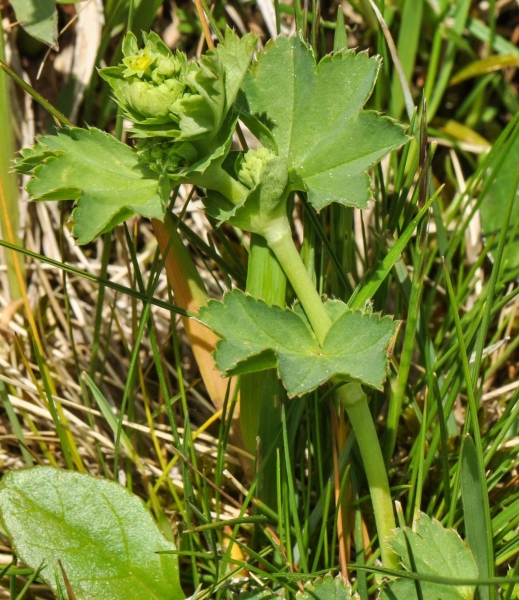 Pflanzenbild gross Gemeiner Frauenmantel - Alchemilla vulgaris aggr.