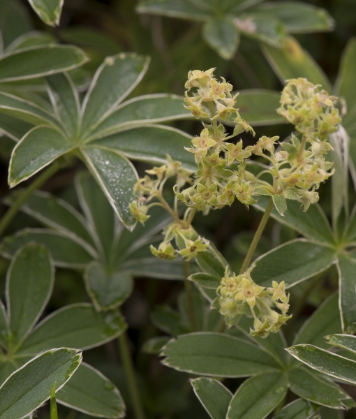 Pflanzenbild gross Alpen-Frauenmantel - Alchemilla alpina aggr.