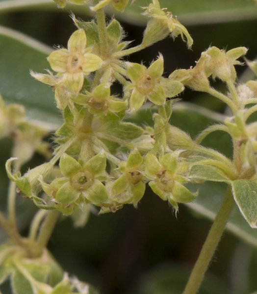 Pflanzenbild gross Alpen-Frauenmantel - Alchemilla alpina aggr.
