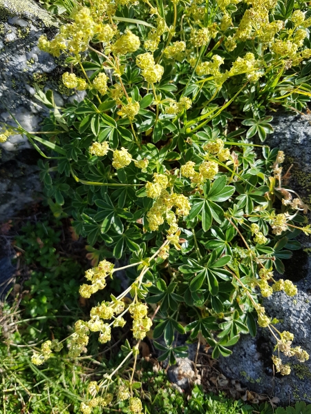 Pflanzenbild gross Alpen-Frauenmantel - Alchemilla alpina aggr.