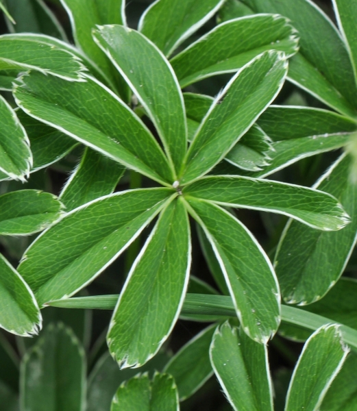 Pflanzenbild gross Alpen-Frauenmantel - Alchemilla alpina aggr.