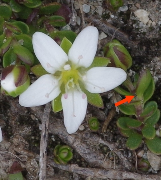 Pflanzenbild gross Zweiblütiges Sandkraut - Arenaria biflora