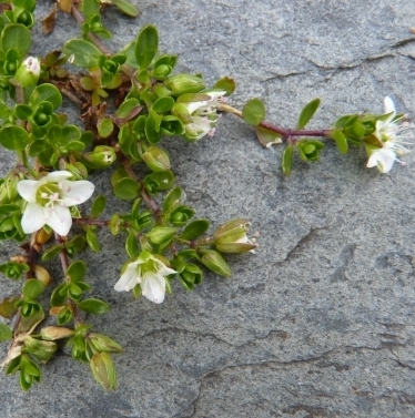 Pflanzenbild gross Zweiblütiges Sandkraut - Arenaria biflora