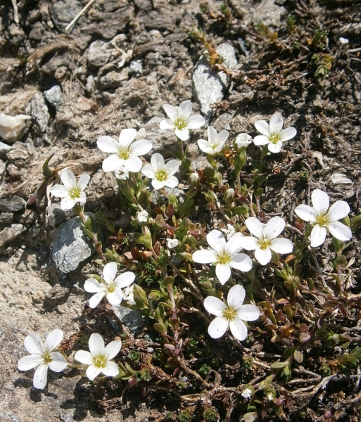 Pflanzenbild gross Zweiblütiges Sandkraut - Arenaria biflora