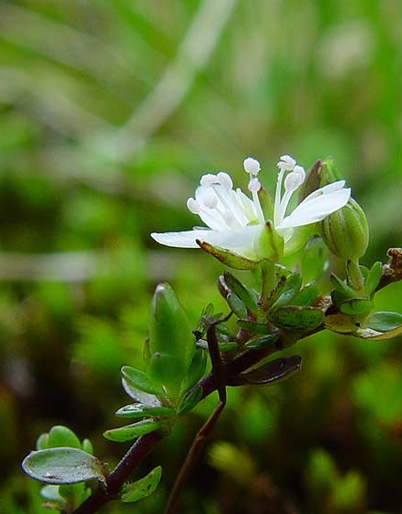 Pflanzenbild gross Zweiblütiges Sandkraut - Arenaria biflora