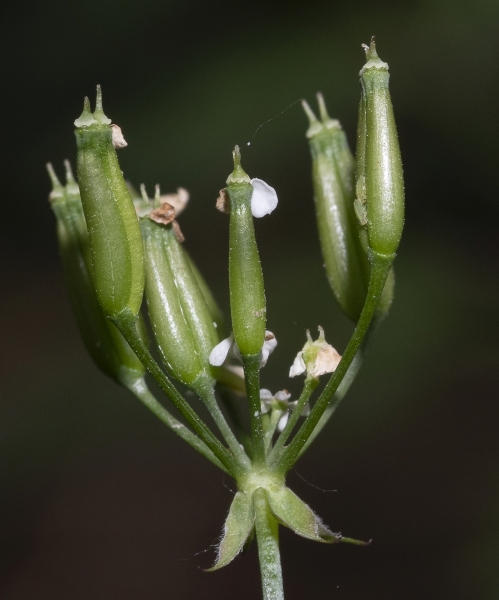 Pflanzenbild gross Wiesen-Kerbel - Anthriscus sylvestris