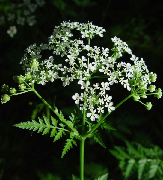 Pflanzenbild gross Wiesen-Kerbel - Anthriscus sylvestris