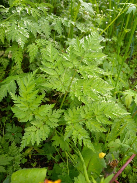 Pflanzenbild gross Wiesen-Kerbel - Anthriscus sylvestris