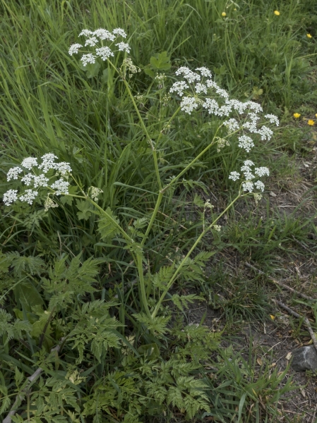 Pflanzenbild gross Wiesen-Kerbel - Anthriscus sylvestris