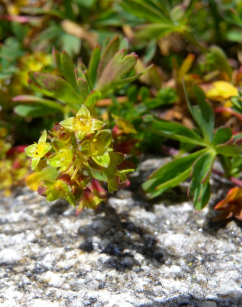 Pflanzenbild gross Schneetälchen-Frauenmantel - Alchemilla pentaphyllea