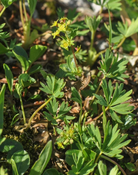 Pflanzenbild gross Schneetälchen-Frauenmantel - Alchemilla pentaphyllea