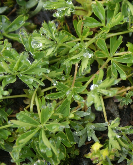 Pflanzenbild gross Schneetälchen-Frauenmantel - Alchemilla pentaphyllea