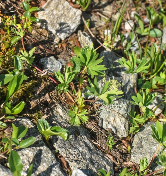 Pflanzenbild gross Schneetälchen-Frauenmantel - Alchemilla pentaphyllea