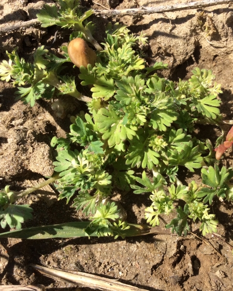 Pflanzenbild gross Gemeiner Ackerfrauenmantel - Aphanes arvensis