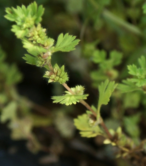 Pflanzenbild gross Gemeiner Ackerfrauenmantel - Aphanes arvensis