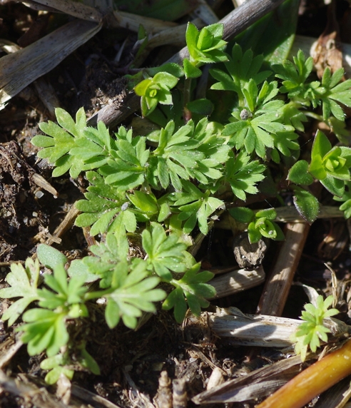 Pflanzenbild gross Gemeiner Ackerfrauenmantel - Aphanes arvensis