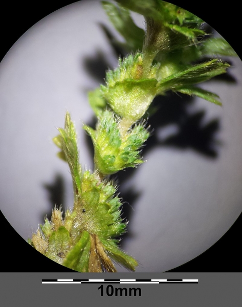 Pflanzenbild gross Gemeiner Ackerfrauenmantel - Aphanes arvensis