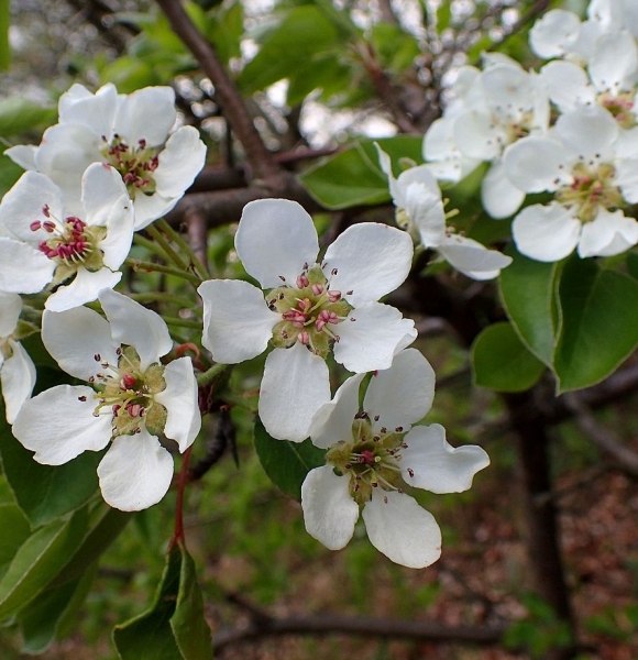 Pflanzenbild gross Wilder Birnbaum - Pyrus pyraster