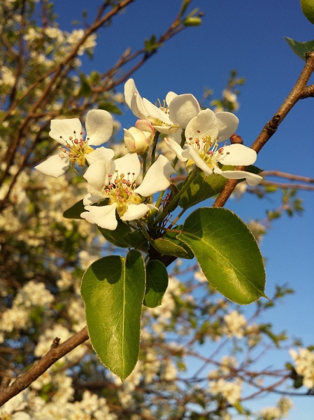Pflanzenbild gross Wilder Birnbaum - Pyrus pyraster