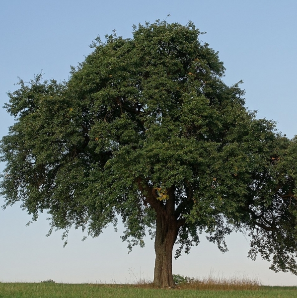 Pflanzenbild gross Wilder Birnbaum - Pyrus pyraster