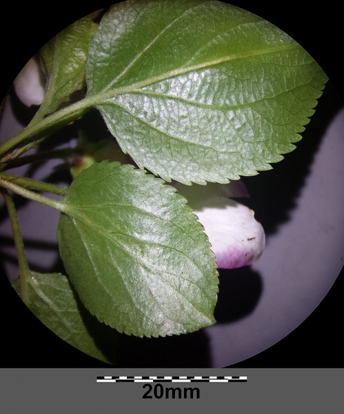 Pflanzenbild gross Holz-Apfelbaum - Malus sylvestris