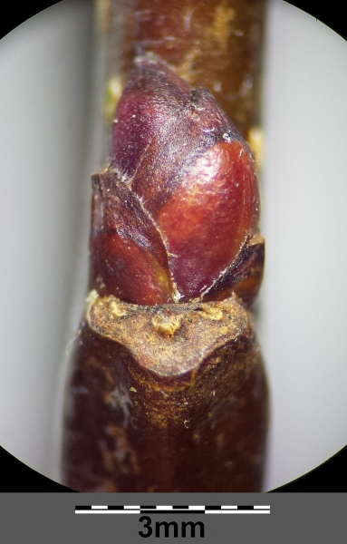 Pflanzenbild gross Holz-Apfelbaum - Malus sylvestris