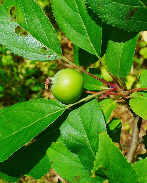 Pflanzenbild gross Holz-Apfelbaum - Malus sylvestris