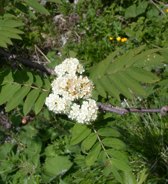 Pflanzenbild gross Vogelbeerbaum - Sorbus aucuparia