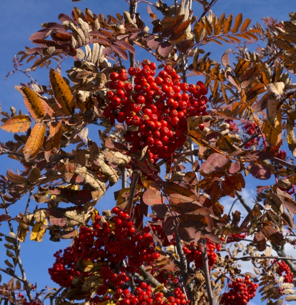 Pflanzenbild gross Vogelbeerbaum - Sorbus aucuparia