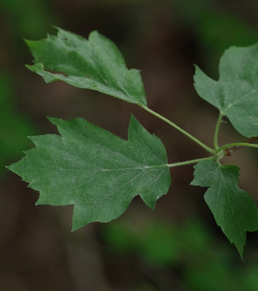 Pflanzenbild gross Elsbeerbaum - Sorbus torminalis