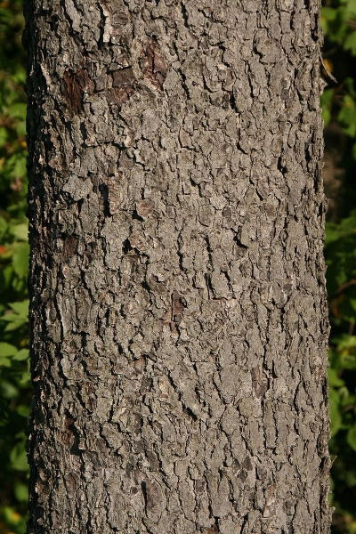 Pflanzenbild gross Elsbeerbaum - Sorbus torminalis