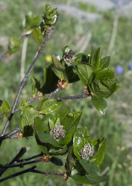 Pflanzenbild gross Zwergmispel - Sorbus chamaemespilus