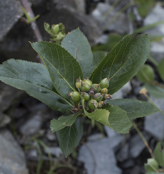 Pflanzenbild gross Zwergmispel - Sorbus chamaemespilus